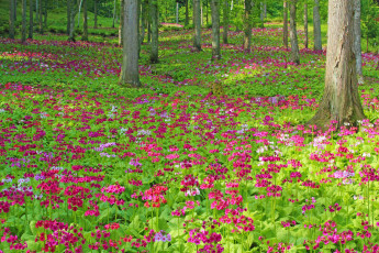 Картинка природа лес цветы