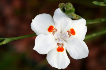 обоя цветы, орхидеи, белый