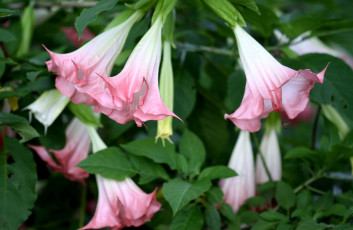 Картинка цветы бругмансия дурман трубы ангела нежность розовый