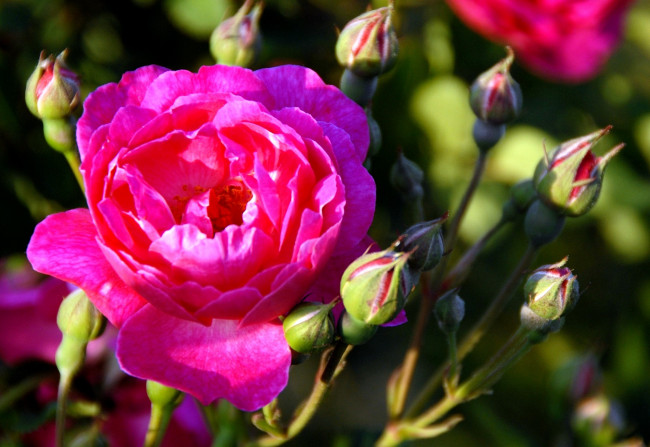 Обои картинки фото цветы, розы, яркий, розовый, бутоны