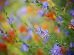 Картинка цветы луговые полевые цикорий