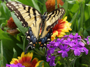 Картинка животные бабочки парусник алексанор цветы макро
