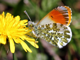 Картинка животные бабочки зорька сердечниковая макро цветок одуванчик