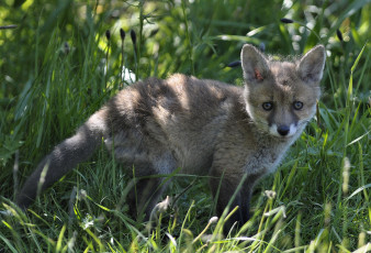 Картинка животные лисы лисёнок трава детёныш