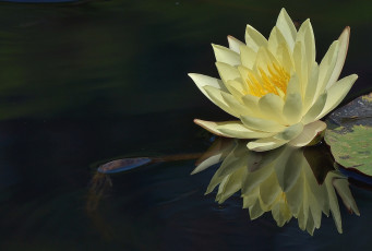 Картинка цветы лилии водяные нимфеи кувшинки отражение желтый