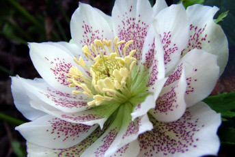Картинка цветы геллеборус морозник макро