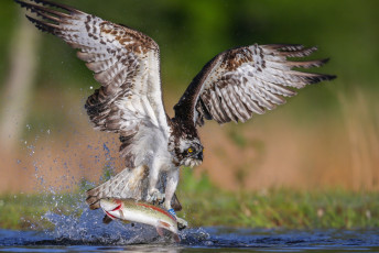 Картинка животные птицы хищники добыча рыба крылья