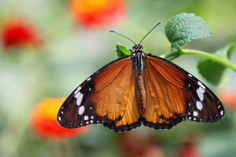 Картинка животные бабочки данаида хризипп листик макро