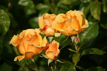 Картинка цветы розы бутоны капли макро