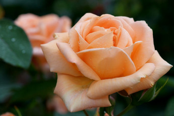 Картинка цветы розы кремовый королева