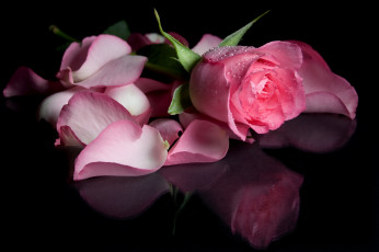 Картинка цветы розы темный фон лепестки розовая роза