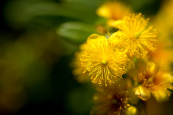 Картинка цветы желтый макро