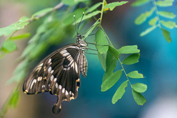 Картинка животные бабочки ветка крылья