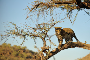 Картинка животные леопарды дерево кошка