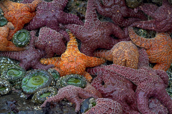 Картинка животные морские звёзды скопление лежбище