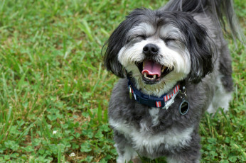 Картинка животные собаки радость настроение