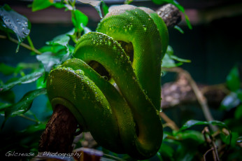 Картинка животные змеи питоны кобры зеленый древесный питон