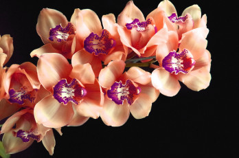 Картинка цветы орхидеи ветка экзотика