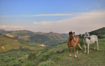 Картинка животные лошади горы пейзаж
