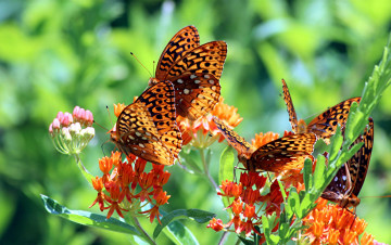 Картинка перламутровка красная животные бабочки адиппа цветы макро