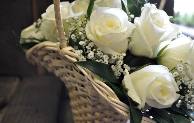 Обои картинки фото цветы, розы, корзина, белый, гипсофила