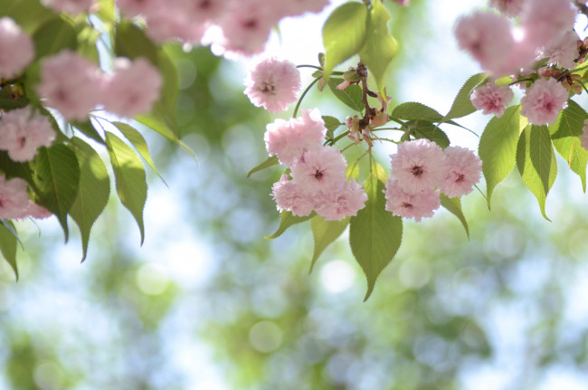 Обои картинки фото цветы, сакура, вишня, розовый