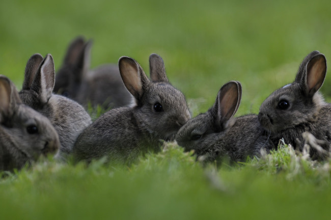 Обои картинки фото животные, кролики, зайцы, малыши