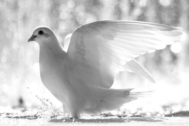 Обои картинки фото животные, голуби, белый, свет, крылья