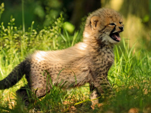 Картинка животные гепарды трава детёныш малыш гепард котёнок