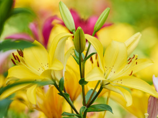 Картинка цветы лилии +лилейники бутоны жёлтые макро