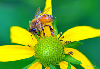Картинка животные пчелы +осы +шмели макро цветок пчела