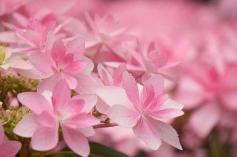Картинка цветы гортензия макро розовая