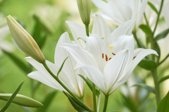 Картинка цветы лилии +лилейники макро белые нежность