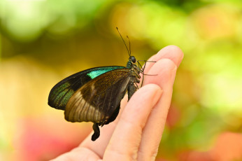 Картинка животные бабочки +мотыльки +моли бабочка крылья макро пальцы усики