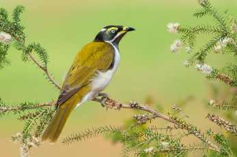 Картинка blue-faced+honeyeater животные птицы птичка