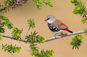 обоя diamond firetail, животные, птицы, птичка