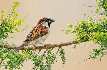 Картинка house+sparrow животные воробьи птичка