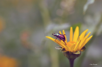 Картинка животные насекомые фон цветок жук макро