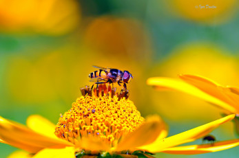 Картинка животные насекомые насекомое макро мушка цветок