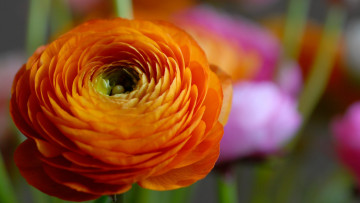 обоя цветы, ранункулюс , азиатский лютик, макро, оранжевый