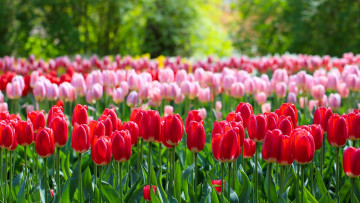 Картинка цветы тюльпаны парк бутоны