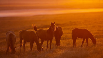 Картинка животные лошади кони солнце пастбище свет табун orange horses nature light sun