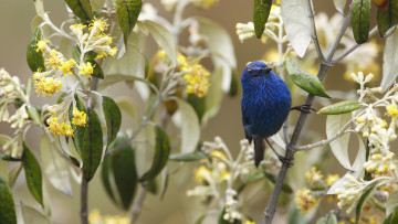 Картинка животные птицы цветение ветки синяя птица