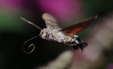 Картинка животные бабочки +мотыльки +моли хоботок мотылёк фон насекомое полёт макро усики крылья