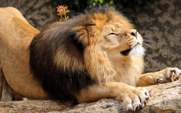 Картинка животные львы лев царь зверей грива потягушки