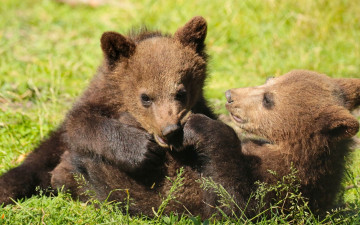 Картинка животные медведи забава игры медвежата