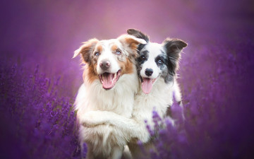 Картинка животные собаки бордер-колли лаванда цветы дружба друзья