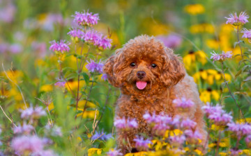 Картинка животные собаки пудель собака щенок цветы