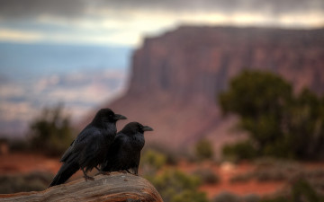 Картинка животные вороны +грачи +галки utah canyonlands national park raven repose