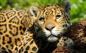 Картинка животные Ягуары взгляд морда ягуар
